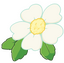 strawberry blossom